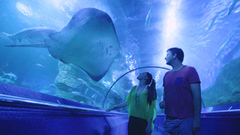 Take the whole family to discover AQWA for some of the best sights in Perth.