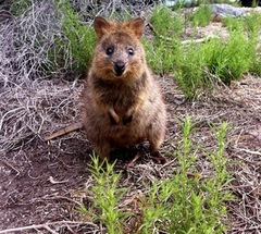 Meet the wolrd famous quokkas on Rottnest Island.  Explore the pristine beaches of Rottnest Island.  Book your ferry today with Sightseeing Pass Australia online and receive instant confirmation!