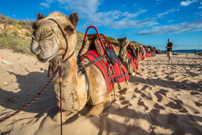 Camels in Broome Experience Cable Beach in Broome Western Australia when you book a tour with Sightseeing Pass.