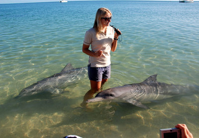 Dolphins See dolphins in Monkey Mia Western Australia