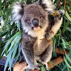 Visit Caversham Wildlife Park to see some of Australia's best wildlife such as koalas and kangaroos.
