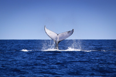 Ningaloo Discovery Tours Enjoy a whale watch tour with the possibility of swimming with the humpback whales in Exmouth