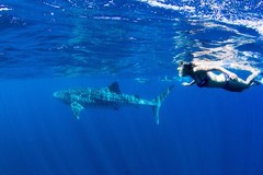 Swim with whale sharks on the Ningaloo Reef.  Book your tour with Sightseeing Pass Australia today!