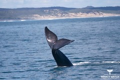 We offer premier whale watch tour on our largest & luxurious vessel in Perth, Augusta, Margaret river & Busselton WA
