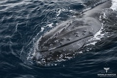 May signals the beginning of the annual whale migration, as humpback and southern right whales make their way from the food-rich southern ocean to breeding grounds in the warm northern waters.