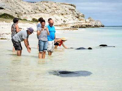 Giant Stingrays, Wildlife Eco Tour, Scenic Boat Cruise