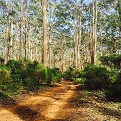 Boranup Forest Mountain Bike Trail can be booked with Sightseeing Pass Australia today.