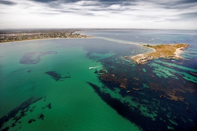 Swim with Wild Dolphins Beautiful Rockingham and Penguin Island where you can swim with the wild dolphins