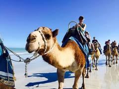 Jump on a camel ride on Broome's famous Cable Beach.  Book with Sightseeing Pass Australia