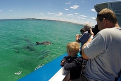 Penguin Island Wildlife Cruise is a must do when you visit Perth.  Book today with Sightseeing Pass Australia