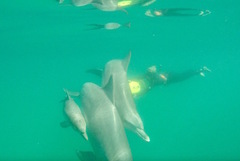 Get up close to wild dolphins on this swim book with Sightseeing Pass Australia