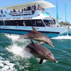 Experience Mandurah with a scenic dolphin and marine cruise.  Book your seat online today with Sightseeing Pass Australia.