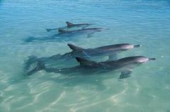 Happy dolphins at Monkey Mia is included in your Monkey Mia Spectacular Tour