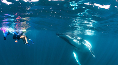 Book this bucket list experience swimming with the Humpback Whales on the Ningaloo Reef.  Contact Sightseeing Pass Australia today for the best rate! 