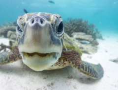 Come and visit us at Ningaloo Reef by joining a Turtle Ecotour.  Book online with Sightseeing Pass Australia today and SAVE!