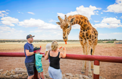 Visit the famous Monarto Zoo in Adelaide by purchasing your tickets with Sightseeing Pass South Australia