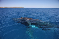 Learn more when you join a Whale Watching cruise with Naturaliste Charters.  Book today with Sightseeing Pass Australia