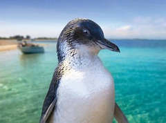 Penguin Island Cruise is one of Perth's most popular tours and can be booked online today with Sightseeing Pass Australia
