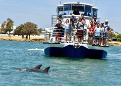 Experience Mandurah with a scenic dolphin and marine cruise.  Book your seat online today with Sightseeing Pass Australia.