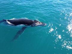 Broome Whale Watching Cruises can be booked online today with Perth agency Sightseeing Pass Australia 