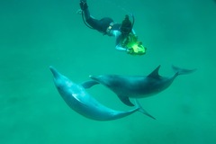 Weekend package Quest Rockingham and join a wild dolphin swim. Prices from $278 per person.  Book online today with Perth agent Sightseeing Pass Australia.