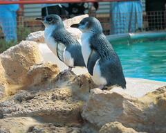 Family Packages staying at the Quest Rockingham and visiting Penguin Island, great for the kids!  Book online with Sightseeing Pass Australia today.