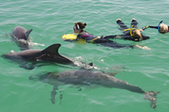 Looking for things to do in Perth? Located 40 minutes from the Perth city is Rockingham where you can swim with wild dolphins.  Book this special offer with Sightseeing Pass Australia today!