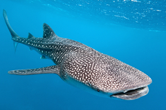 Book your Whale Shark Swim with Sightseeing Pass today.  Tours from Coral Bay available. Enquire for details and prices.