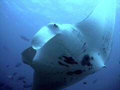 Manta Ray, Ningaloo Full Day Outer Reef / Island Snorkel Tour, Exmouth Dive and Whalesharks, Sightseeing Pass Australia 