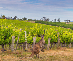 Kangaroo in the vines, 1-Day Yoga & Wine Retreat, McLaren Vale, South Australia, Untamed Escapes, Sightseeing Pass Australia
