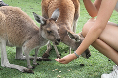 Feeding Kangaroos at Caversham Wildlife Park when you join this Pinnacles, Koalas & Sand Boarding 4WD Adventure Full Day Tour with Sightseeing Pass Australia