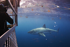 Swim with the Sharks, 6-Day Eyre Peninsula & Flinders Ranges Adventure Tour, Untamed Escapes, Sightseeing Pass Australia