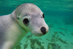 Swim with Sea Lions, 6-Day Eyre Peninsula & Flinders Ranges Adventure Tour, Untamed Escapes, Sightseeing Pass Australia