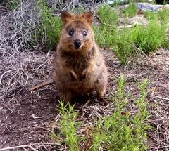 The happiest animal in the world is the quokka and they are found on Rottnest Island in Western Australia Rottnest Island | Sightseeing Pass Australia