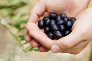 Grapes, Margaret River Get the behind the scenes access to some of Margaret River's top wineries