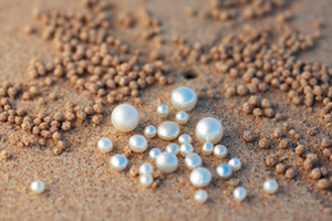 Pearls in Broome See gorgeous pearls at Willie Creek Pearl Farm in Broome on a Broome sightseeing tour.