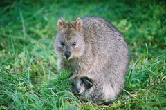 Rottnest Island is home to Western Australia's favourite native animal, the quokka