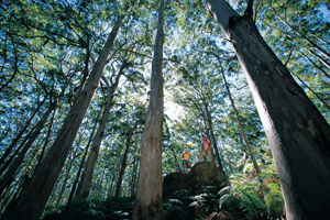 Margaret River As you explore the banks of the Margaret river, your expert guide will share with you the fascinating properties of not only the surrounding wildflowers, but also bush plants, the bizarre creatures that dwell in the river (such as the endangered Hairy Mar