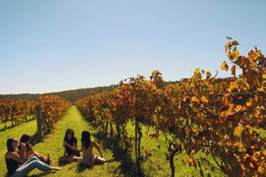 Winery, Margaret River Explore some of Margaret River's wolrd famous wineries with a full day wine tour