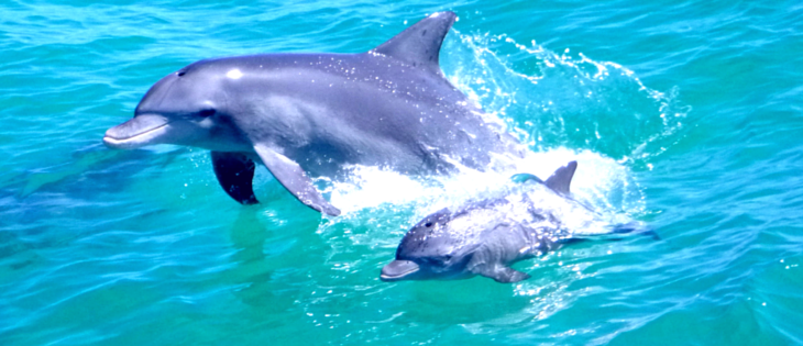 Things to do in Perth Dolphin Cruise