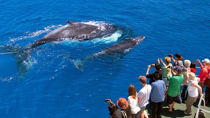 Western Australia's Whale Watching Season