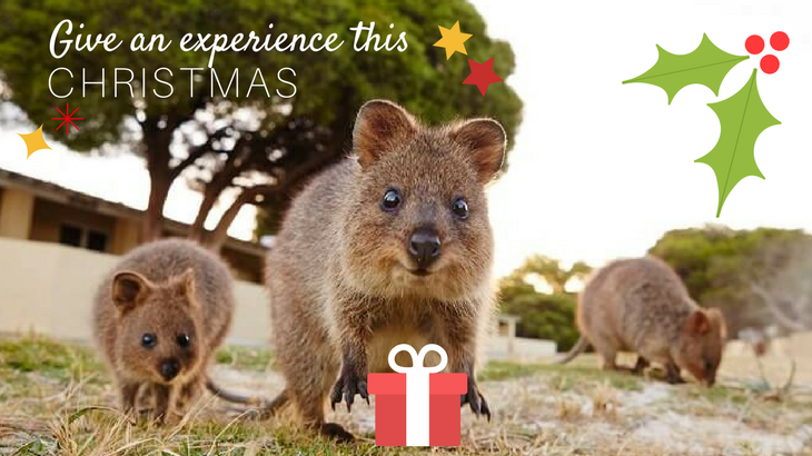 Christmas Gift Ideas