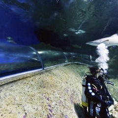 Dive with the sharks at AQWA the aquarium of Western Australia.