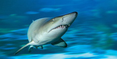If you're looking for things to do in Perth go Dive with the sharks at AQWA