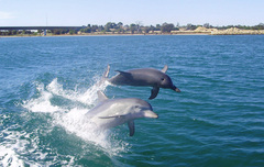 Discover Mandurah and see the dolphins with a Murray River Lunch Cruise