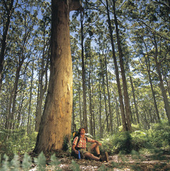 Trek through the forest in Margaret River on the sunset, forest and cave explorer tour.l