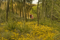 There are more than 12,000 species of wildflowers in WA, making it the world's largest collection