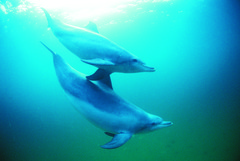 Swimming with wild dolphins in Rockingham is a must for any animal lovers!