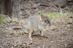 See the rare woylie on a half day tour when you book with Sightseeing Pass Australia