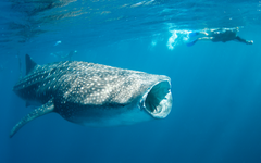 Enjoy the experience of the life time by swimming with the whalesharks